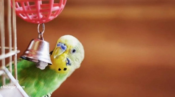 چه نوع اسباب بازی برای پرندگان ایمن است؟ معرفی بهترین نوع