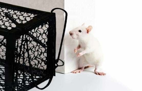 راهنمای خرید تله موش برقی