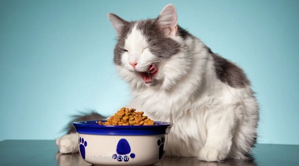 معرفی بهترین برند غذای خشک گربه