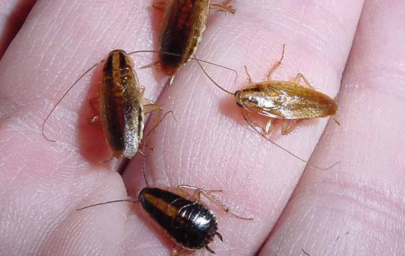 راهنمای خرید سوسک کش و از بین بردن سوسکها در کمتر از چند دقیقه