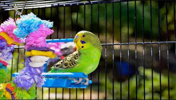 اسباب بازی پرندگان